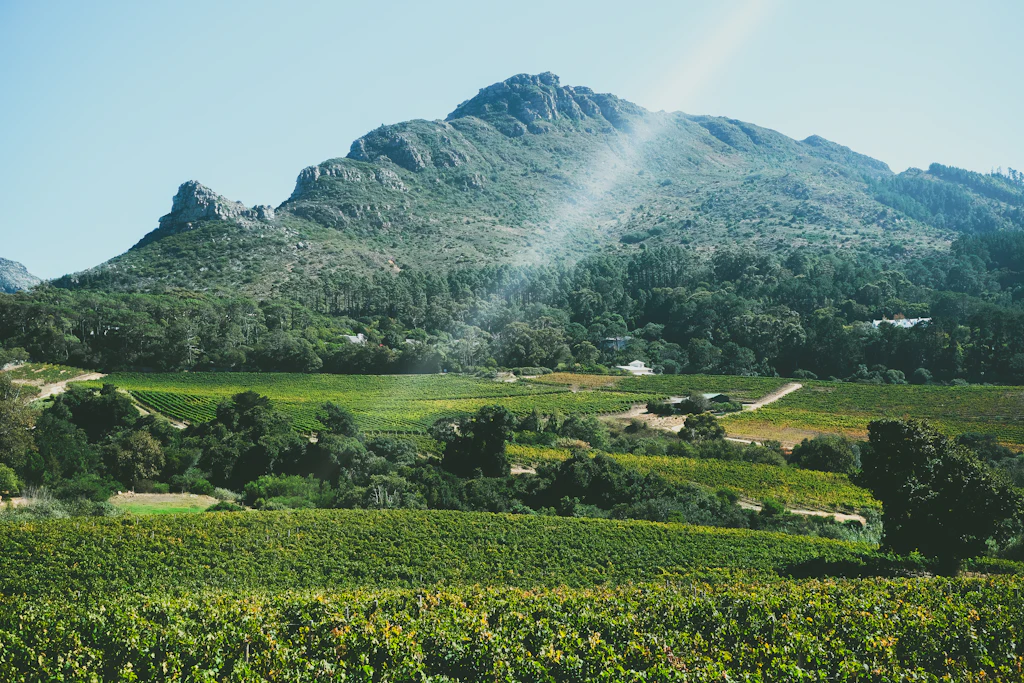 A green vineyard beneath a sunlit mountain in the Winelands